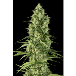 santa-sativa.jpg santa-sativa.jpg