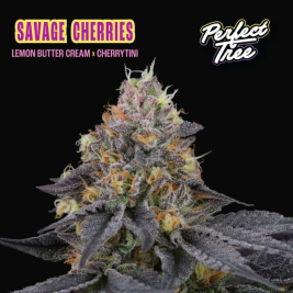 semillas-feminizadas-savage-cherries-de-perfect-tree