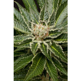 shark-attack.jpg shark-attack.jpg