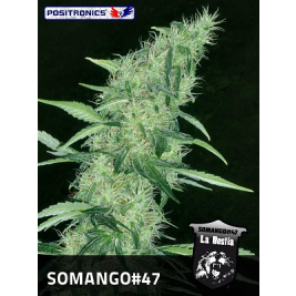 somango-47-positronics-seeds.jpg somango-47-positronics-seeds.jpg