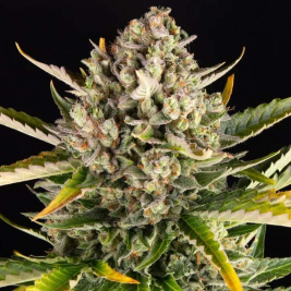 strawberry-cheesecake-auto-de-barney´s-farm