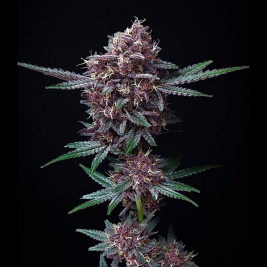 Strawberry Fumez XL Auto