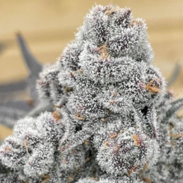 Semillas Feminizadas Strawberry Gummies de Grounded Genetics Semillas Feminizadas Strawberry Gummies de Grounded Genetics