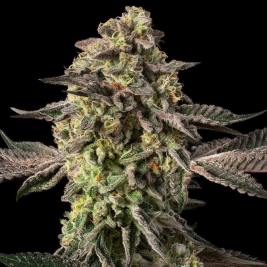 Sugar Rock