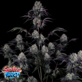 Sundae Frost Auto