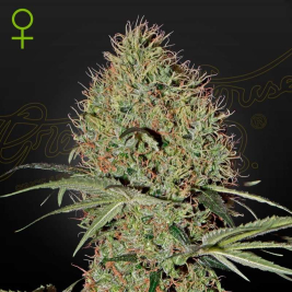 semillas-de-super-bud-auto-de-green-house-seeds