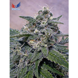 super-cheese.jpg super-cheese.jpg