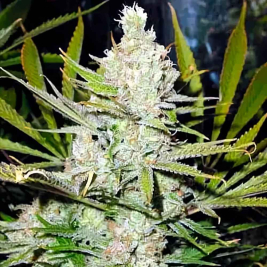Super Silver Haze Regular