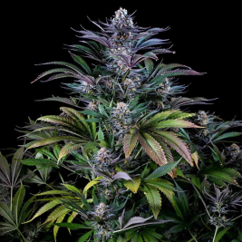 super-silver_1.jpg super-silver_1.jpg