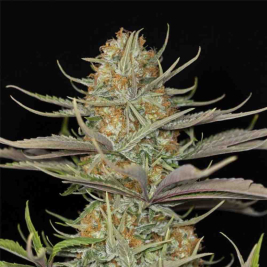 sweet-deep-grapefruit2.jpg sweet-deep-grapefruit2.jpg