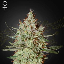 semillas-de-trainwreck-de-green-house-seeds