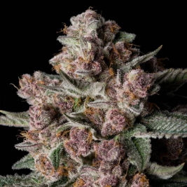 tropical-jam-de-silent-seeds tropical-jam-de-silent-seeds