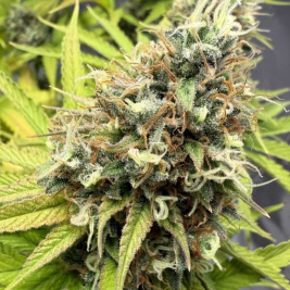 Tropicana Cookies Granel