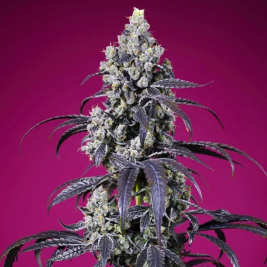 semillas-tropicanna-cherry-xl-auto-de-sweet-seeds semillas-tropicanna-cherry-xl-auto-de-sweet-seeds