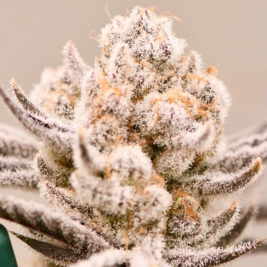 truffaloha-2-s1-truffaloha-2-x-truffaloha-2.jpg truffaloha-2-s1-truffaloha-2-x-truffaloha-2.jpg