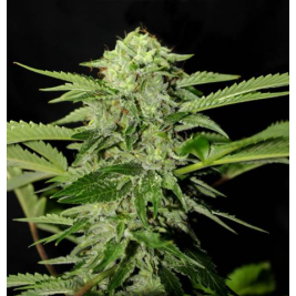 txees-bilbo.jpg txees-bilbo.jpg