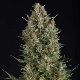 wembley-semilla-feminizada-pyramid-seeds.jpg