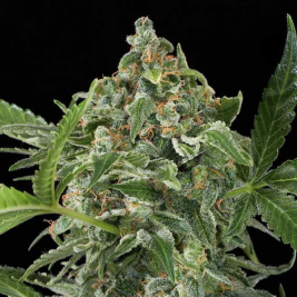 white-cheese-auto.jpg white-cheese-auto.jpg