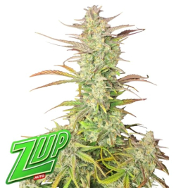 Z-Up Auto de Fast Buds Z-Up Auto de Fast Buds