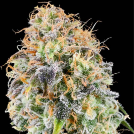 Zkunk de Grounded Genetics Zkunk de Grounded Genetics