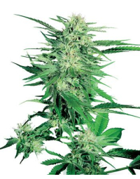 big-bud-feminizada-sensi-seeds_3.jpg
