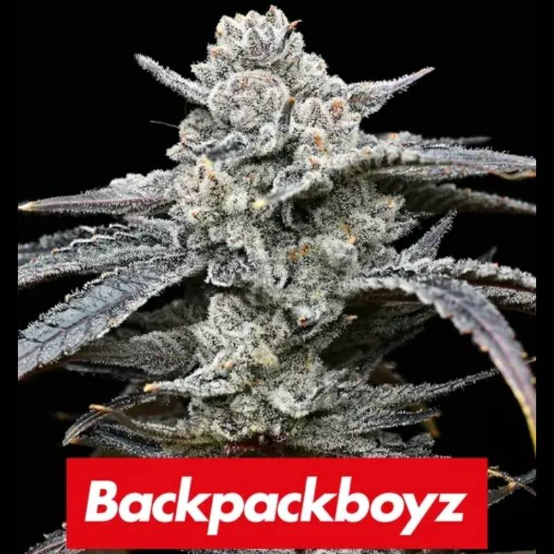 Lemon Cherry Gelato ☑️【Feminizada】de Barneys Farm