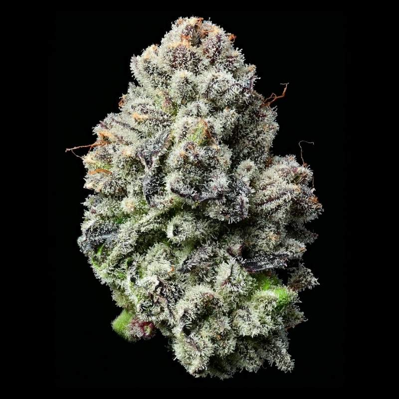 Lemon Cherry Gelato ☑️【Feminizada】de Barneys Farm