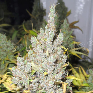 2046-medical-seeds_1.jpg