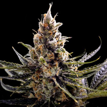 24k-gold-feminizada-dna-genetics_2.jpg