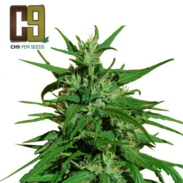 afghan-haze-ch9-seeds_1_1_.jpg