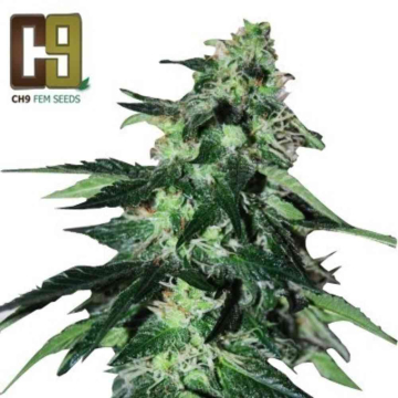afghani-milk2.jpg