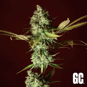 Semillas Grand Cru Genetics - Apple Cru