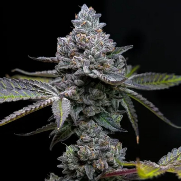 Apple Fritter de Barney's Farm