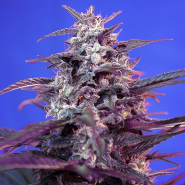 Semillas de Bloody Skunk Auto Sweet Seeds