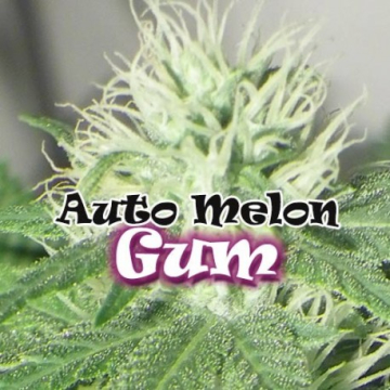 auto-melon-gum.jpg