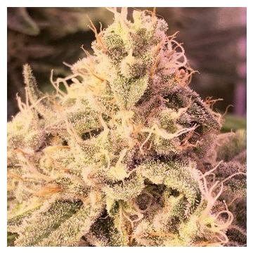 banana-zkittlez-medical-seeds.jpg