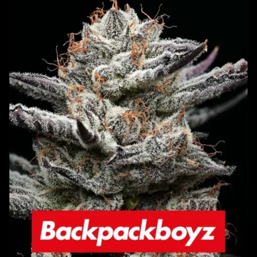 Black Cherry Gushers (Barney's Farm X Backpack Boyz)
