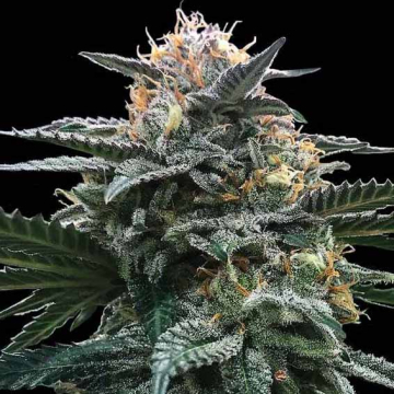 blood-orange-sorbet-dna-genetics.jpg
