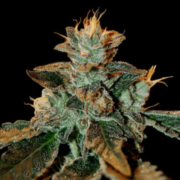 cataract-kush-feminizada-dna-genetics.jpg