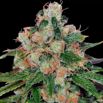CBD Caramel Regular de Barney's Farm