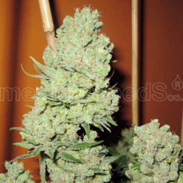 channel-medical-seeds_1.jpg