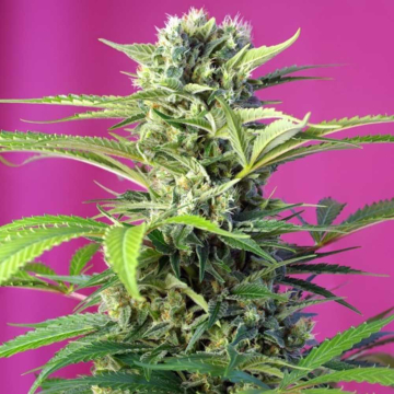 chem-beyond-diesel-cbd1.jpg