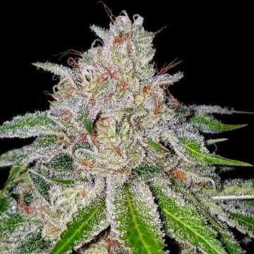 cherry-18-dna-genetics.jpg