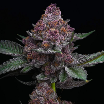 Cherry Poppers de Barney's Farm