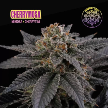 Cherrymosa de Perfect Tree