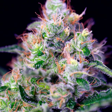 cream-caramel_1.jpg