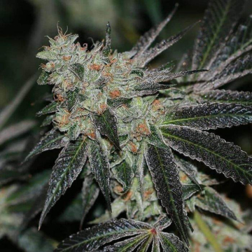 crumbled-lime-karma-genetics.jpg