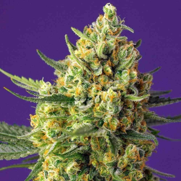 crystal-candy-xl-auto2.jpg