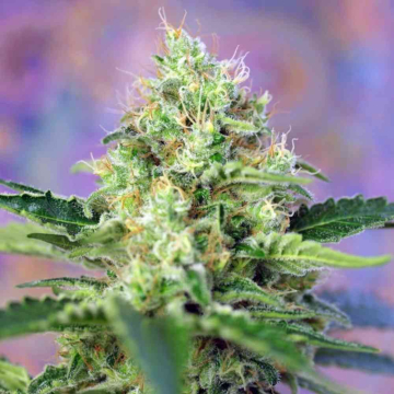 crystal-candy1.jpg