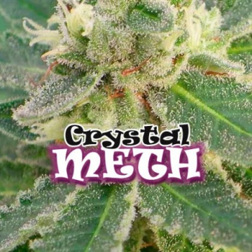crystal-meth-feminizada.jpg